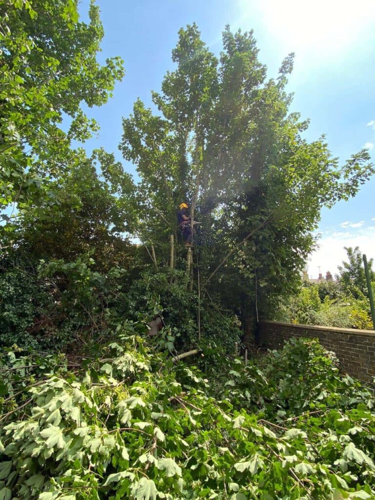 This is a photo of an overgrown garden, where the trees are being felled. There is a tree surgeon standing on the tree cutting the branches off, and there are lots of branches below him that have already been felled. Photo taken by Sudbury Tree Surgeons.