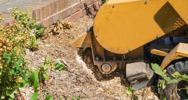 This is a photo of a stump grinding machine being used to remove a tree stump in a garden. Photo taken by Sudbury Tree Surgeons.