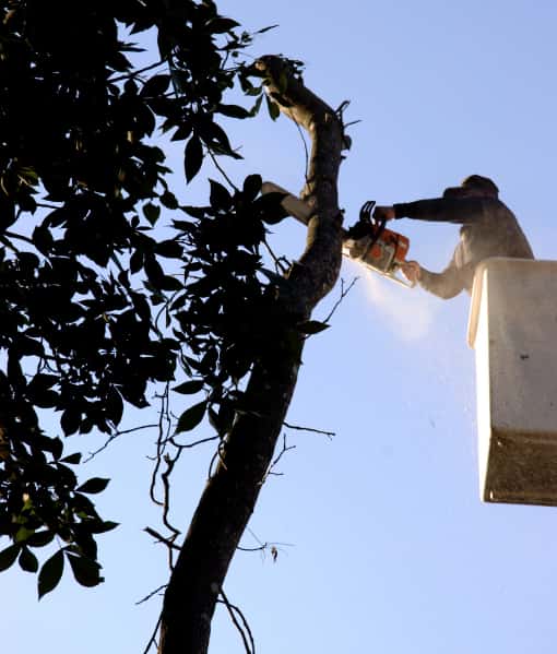 This is a photo of an arborist up a cherry picker, carrying out tree pruning. Photo taken by Sudbury Tree Surgeons.