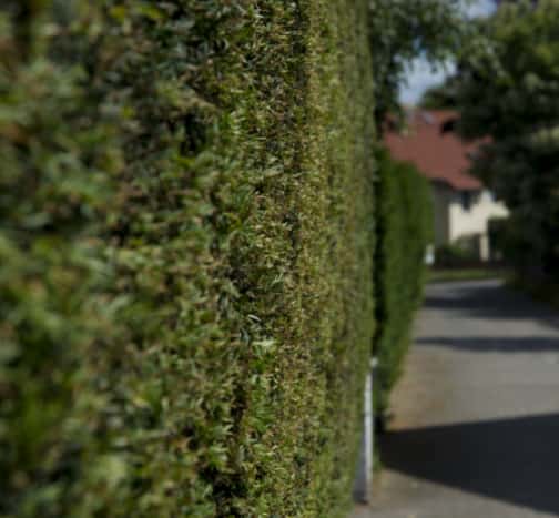 This is a photo of hedge cutting running along the front of a house and the road is also visible. Photo taken by Sudbury Tree Surgeons.