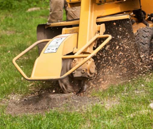 This is a photo of a stump grinding machine being used to remove a tree stump in a field. Photo taken by Sudbury Tree Surgeons.