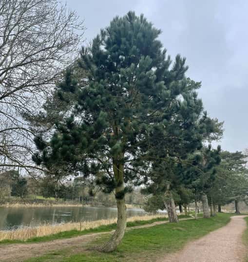 This is a photo of a well groomed tree located in a park, there is a path to the right hand side, and a lake to the left hand side. Photo taken by Sudbury Tree Surgeons.