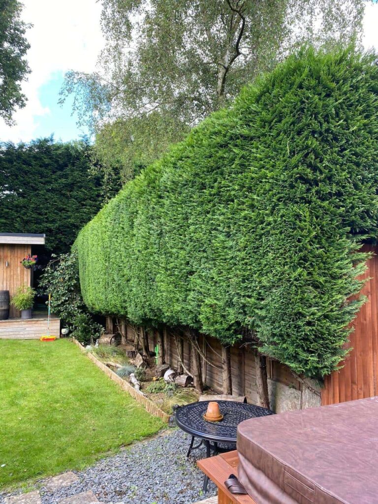 This is a photo of a hedge that has just been trimmed in a garden. The hedge is about 10 Metres long and runs along the right hand side along the garden iteslf. Photo taken by Sudbury Tree Surgeons.