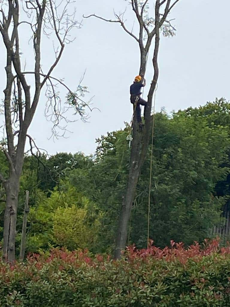 This is a photo of a professional tree surgeon who has climbed a tree, and is removing limbs from it. He is removing the tree completely in sections. Photo taken by Sudbury Tree Surgeons.