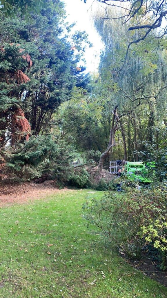 This is a photo of an overgrown garden, with many large trees at the end of it which are being felled. There is a cherry picker in the photo which is being used to gain access. Photo taken by Sudbury Tree Surgeons.