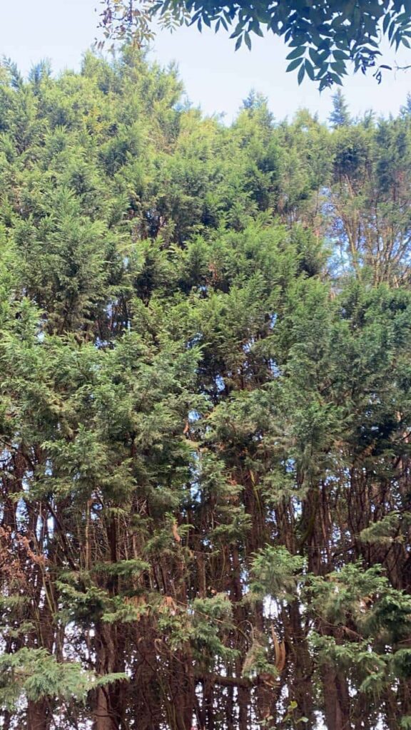 This is a photo of an overgrown garden, with many large trees at the end of it which are being felled. Photo taken by Sudbury Tree Surgeons.